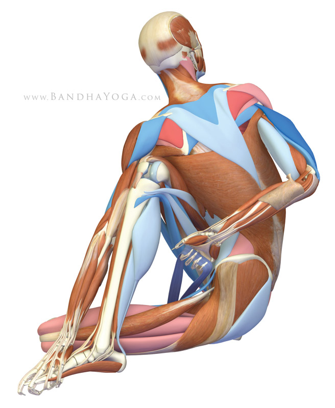 Ardha Matsyendrasana - This image is from 'The Key Poses of Yoga' book. It shows the musles that are stretching in pink and those that are contracting in blue.